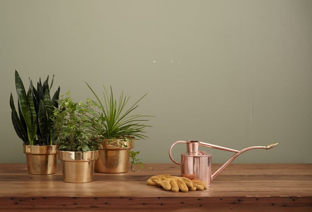 Best Planter Caddies Feature Image