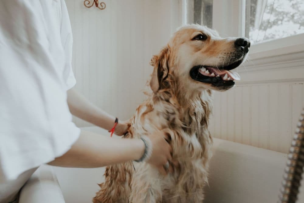 Best Dog Grooming Scissors Feature Image