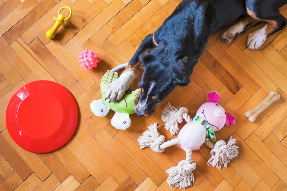 Best Dog Rope Toys Feature Image