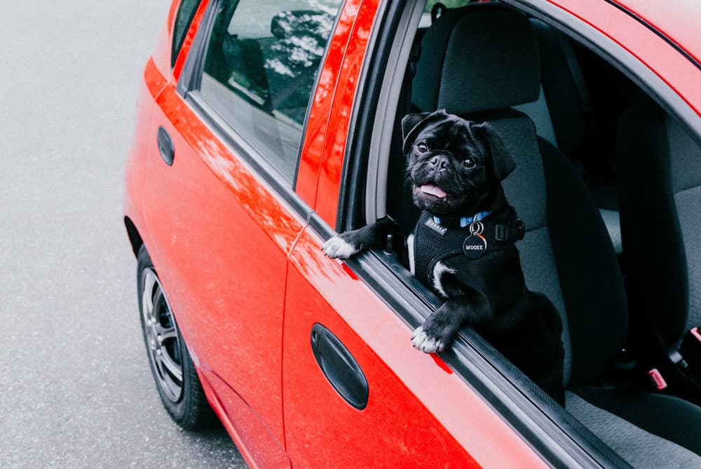 Best Dog Car Harnesses Feature Image