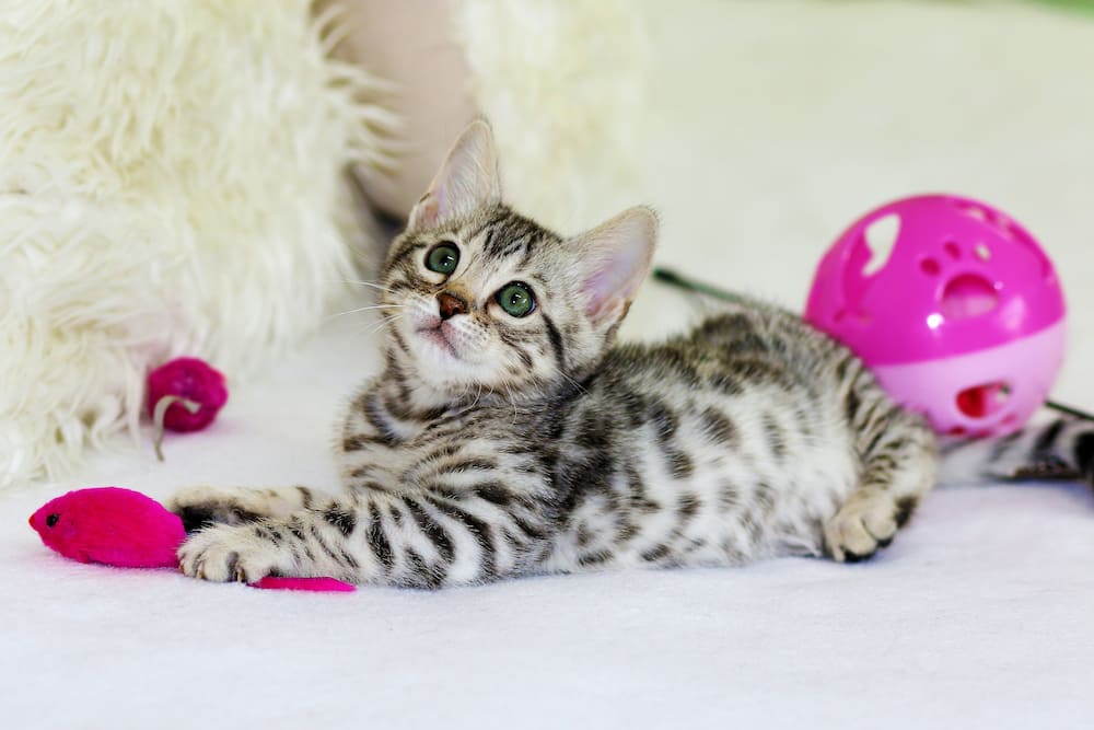Best Cat Toys Feature Image