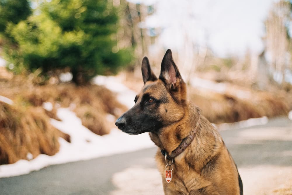 Les meilleurs colliers pour chiens Feature Image