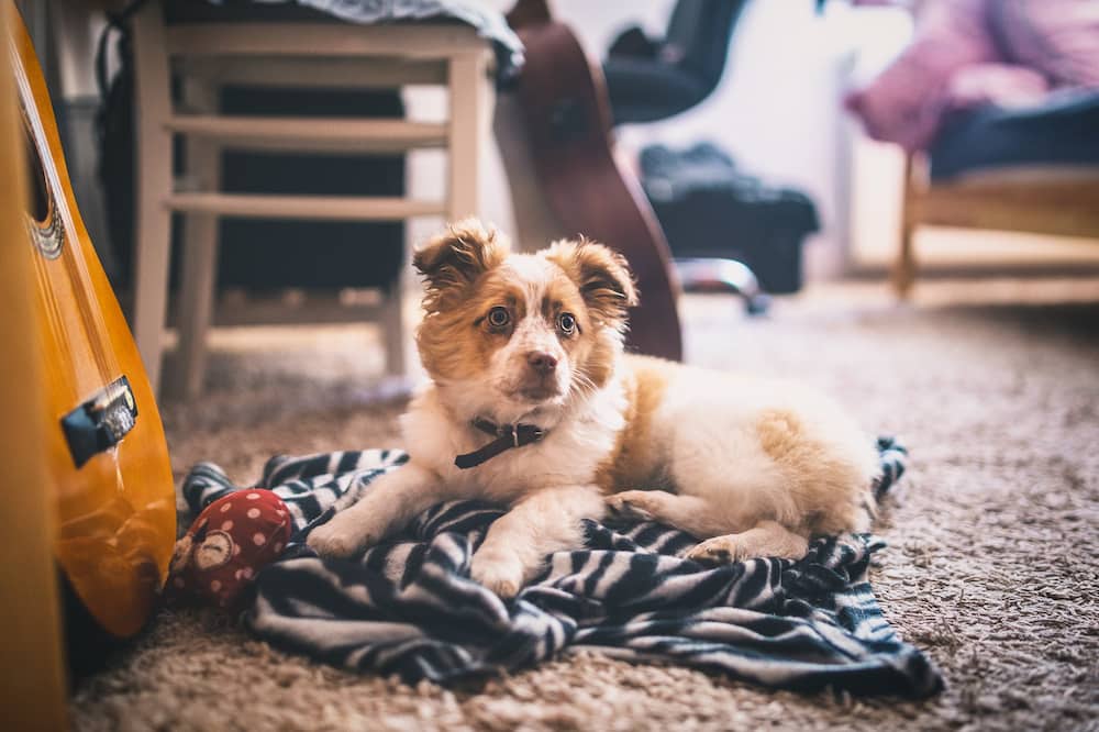Best Dog Blankets Feature Image