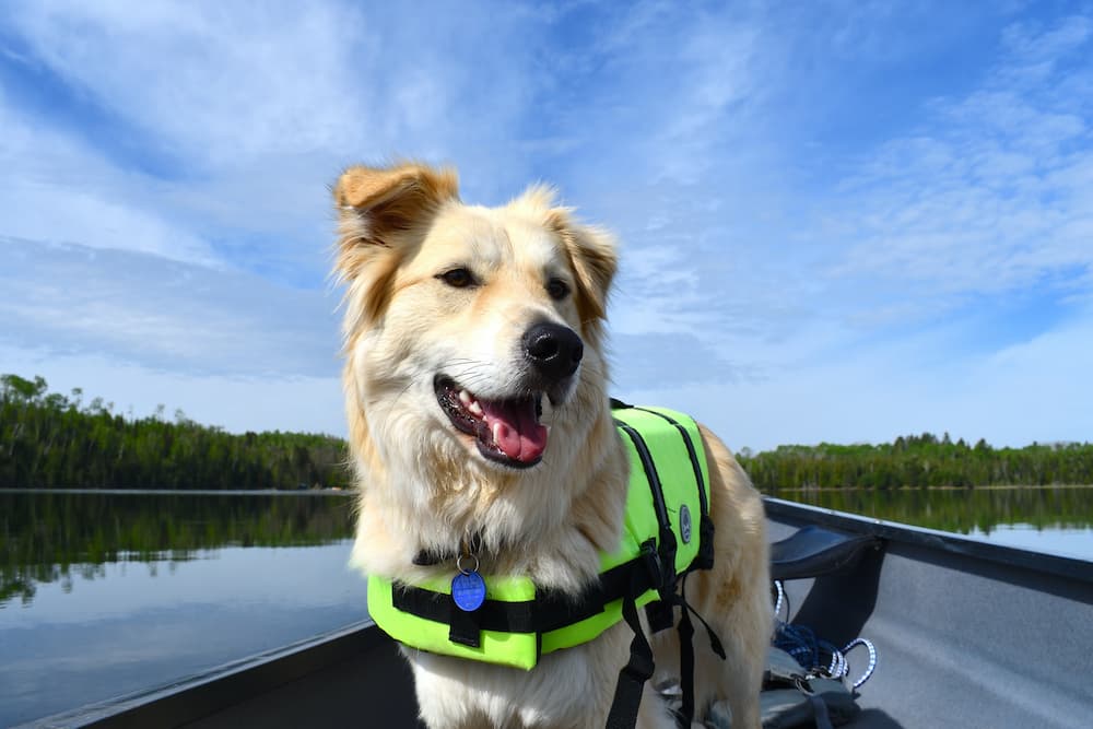 Les meilleurs harnais veste pour chiens Feature Image