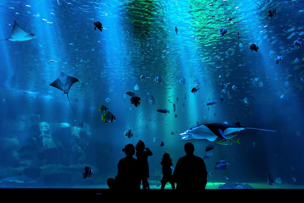 Best Aquarium Lights Feature Image