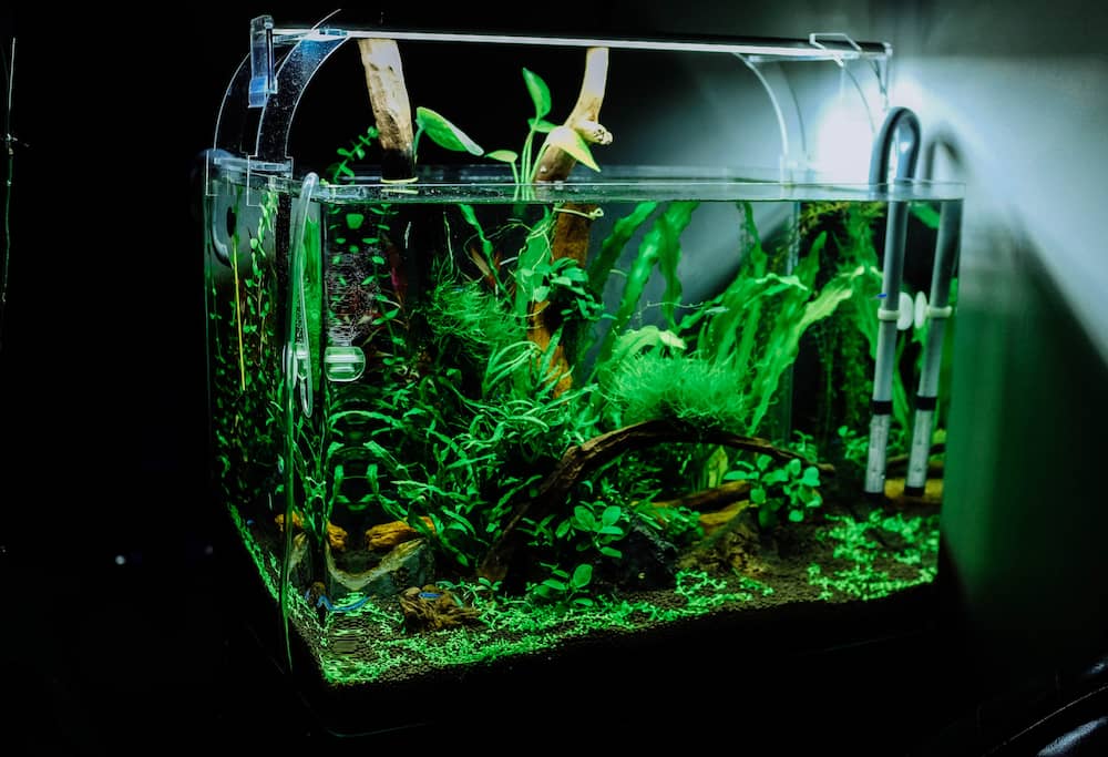 Best Canister Aquarium Filters Feature Image