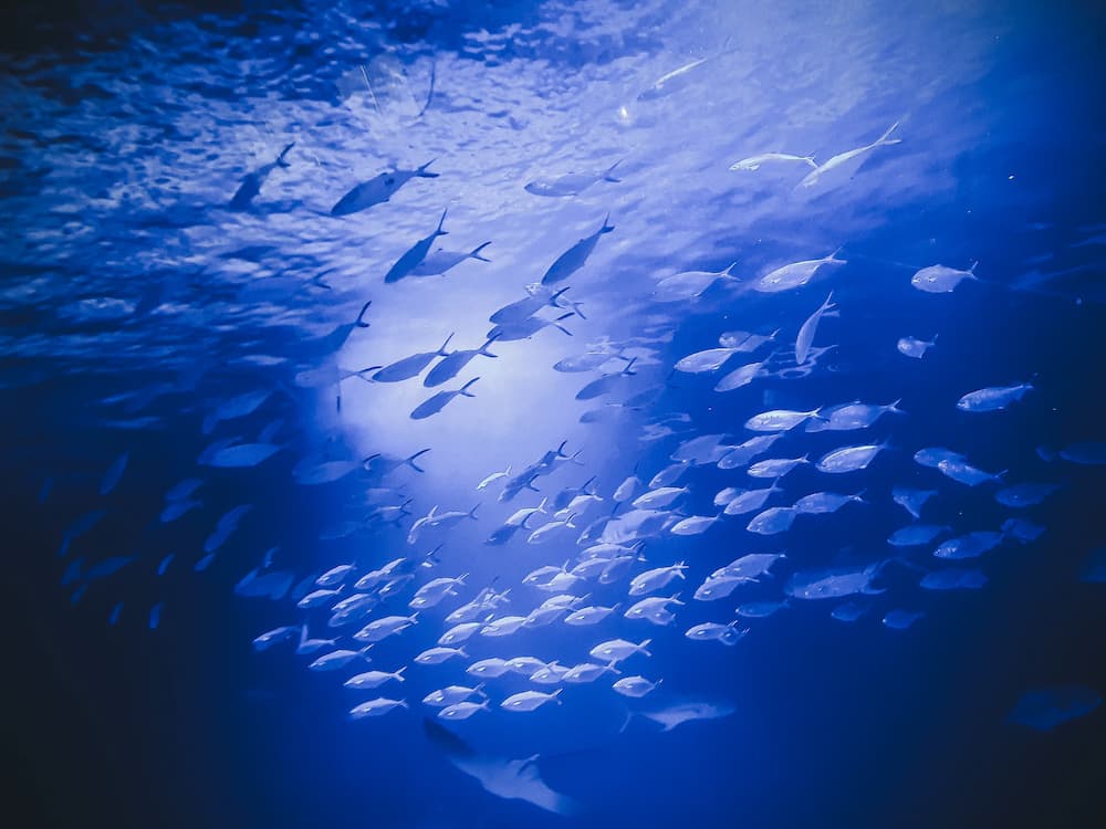 Best Underwater Drones Feature Image