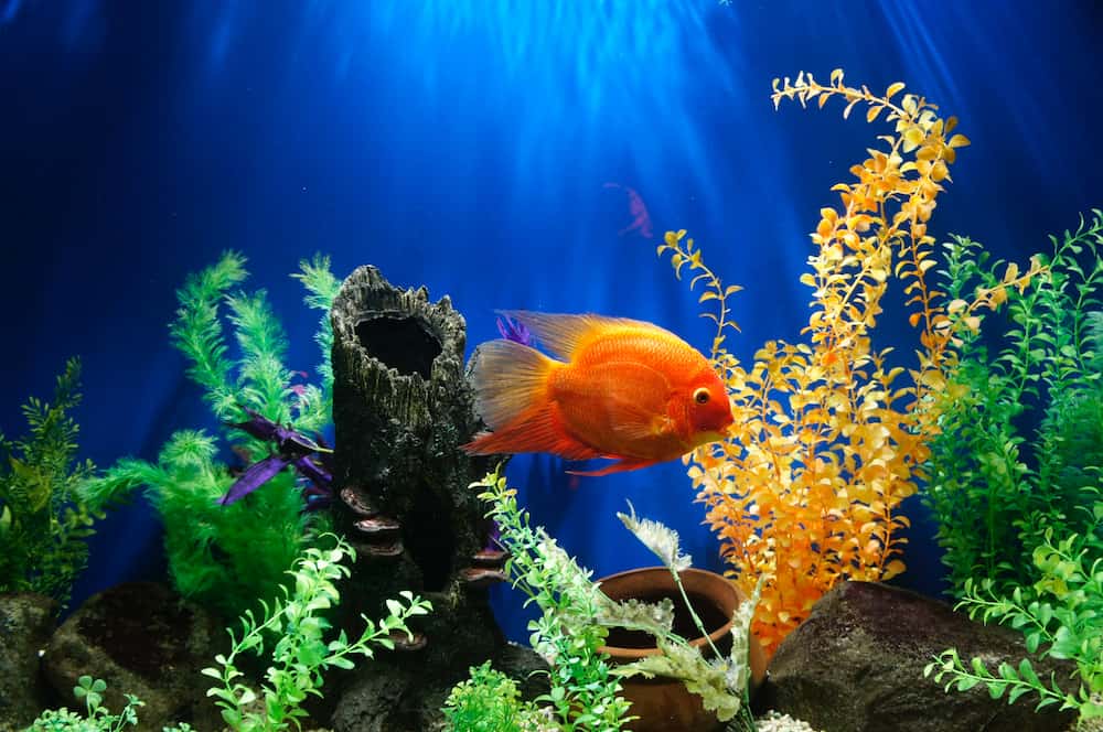 Best Fish Tanks for Betta Feature Image
