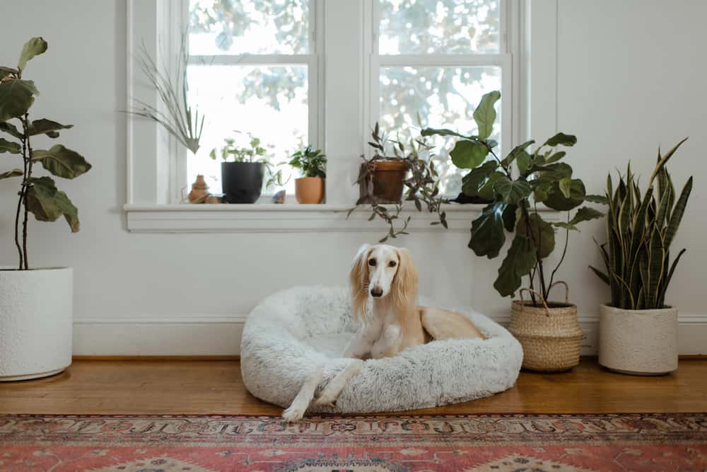 Camas para perros Miniatura