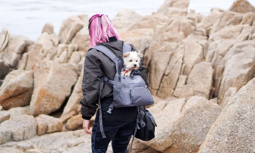 Rucksäcke für Hunde Vorschaubild