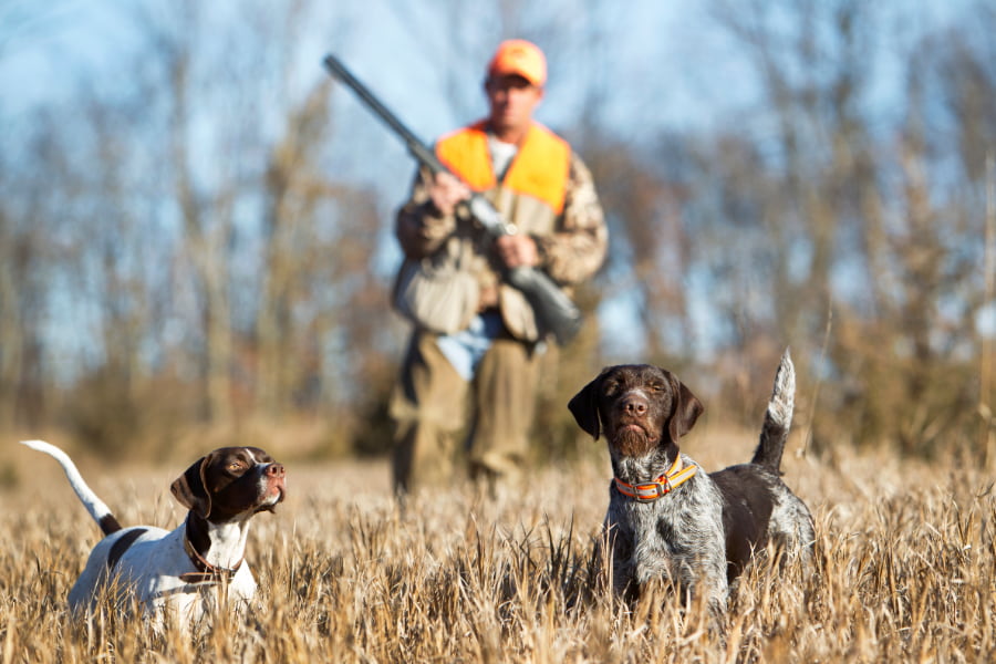 Chasse Feature Image
