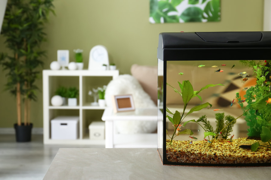 Aquariophilie Feature Image