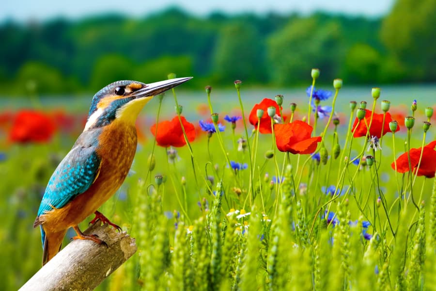 Oiseaux et animaux sauvages Cover