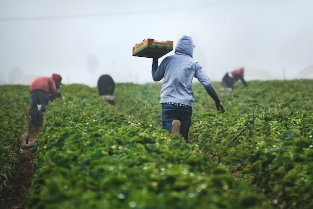 Farming & Urban Agriculture Feature Image