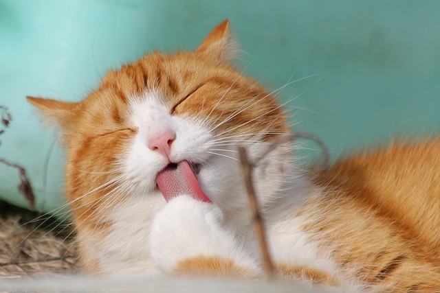 Cats Feature Image