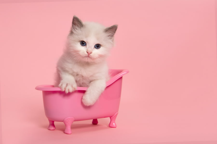 Chats Cover