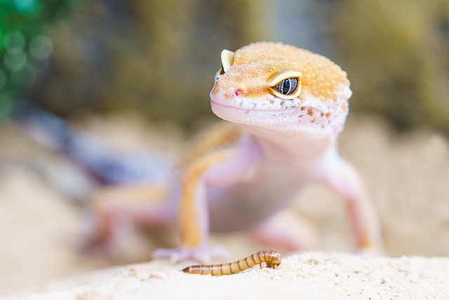 Reptiles et amphibiens Feature Image