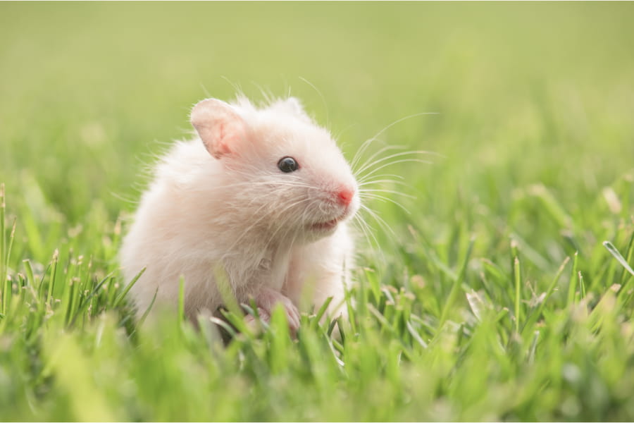Petits animaux Cover