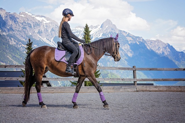 Equestrian Equipment Feature Image