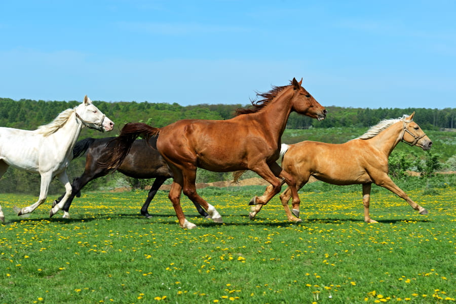 Chevaux Feature Image
