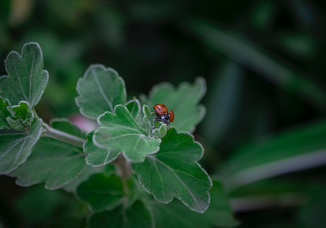 Insects Feature Image