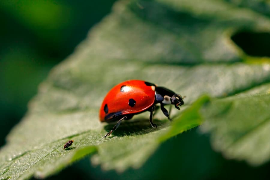 Insectes Feature Image