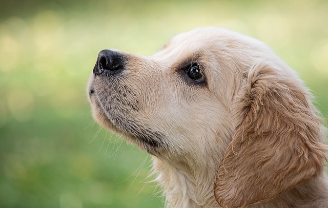 Dogs Feature Image