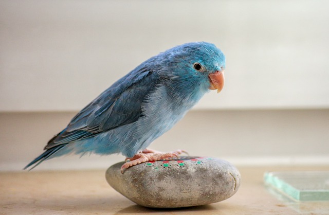 Artículos para pájaros Feature Image