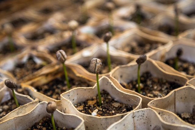 Plantas, semillas y bulbos Feature Image