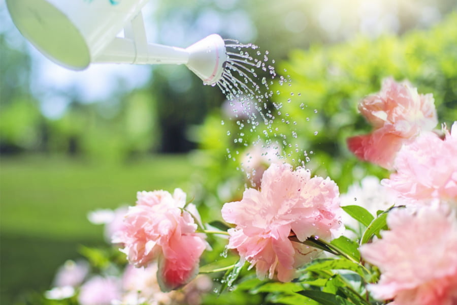 Plantes, graines et bulbes Feature Image
