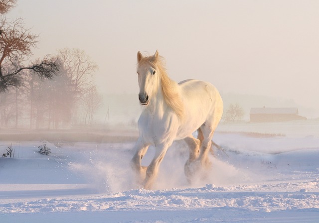 Horse Equipment & Supplies Feature Image